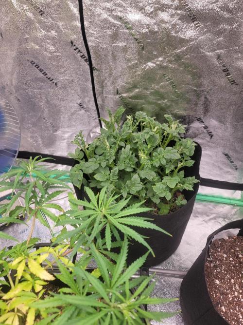 Golden tiger and everything else. Week 9