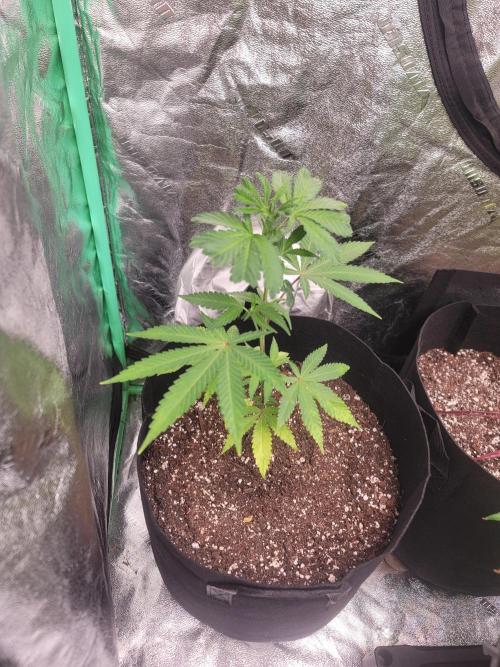 Golden tiger and everything else. Week 9