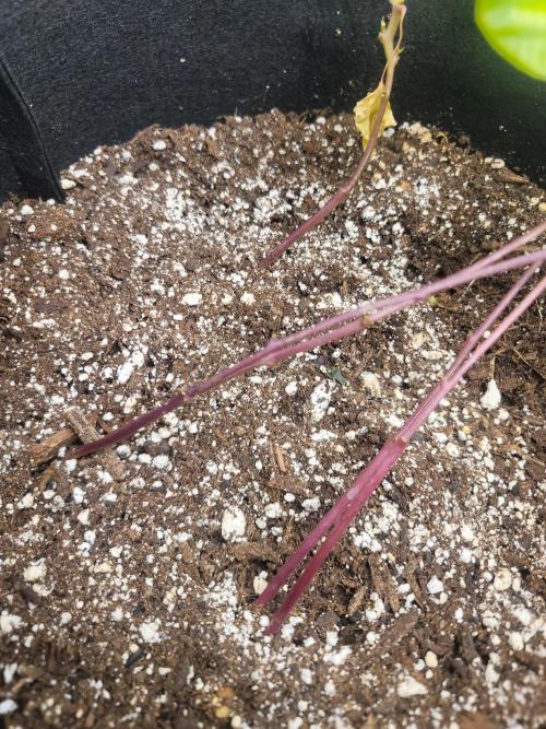 Golden tiger and everything else. Week 9