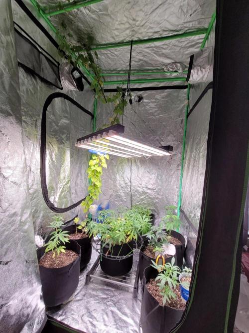 Golden tiger and everything else. Week 9