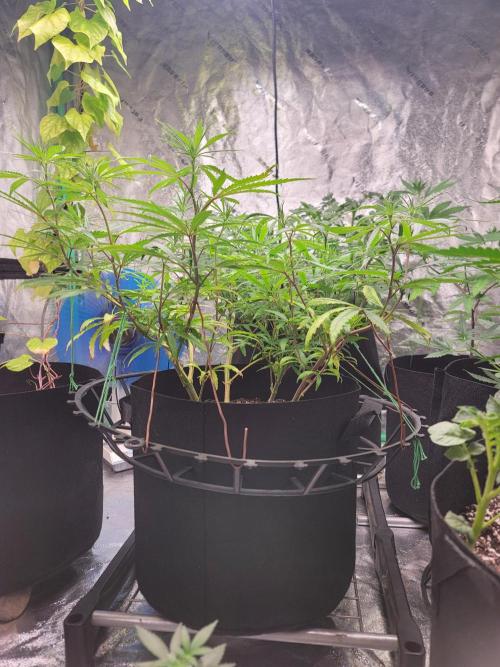Golden tiger and everything else. Week 10