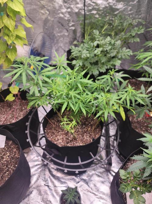 Golden Tiger. Week 10