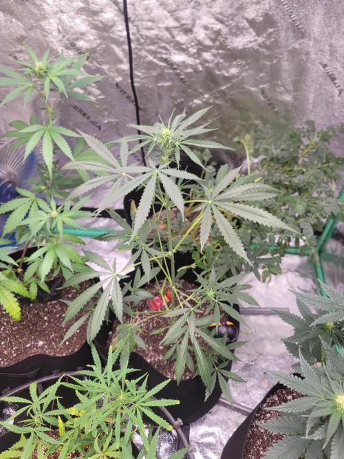 Golden tiger and everything else. Week 11 - This is the moby dick auto by barnies 