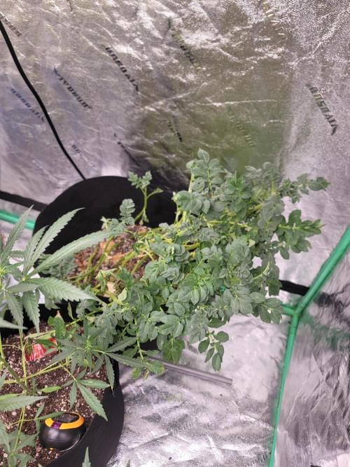 Golden tiger and everything else. Week 11 - Potatos!