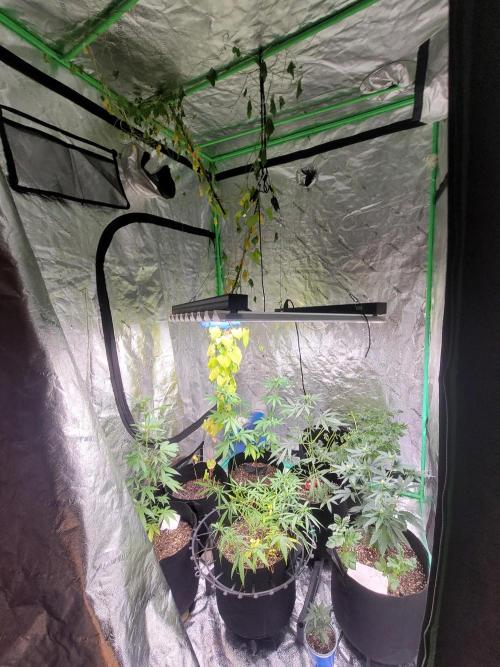Golden Tiger. Week 11