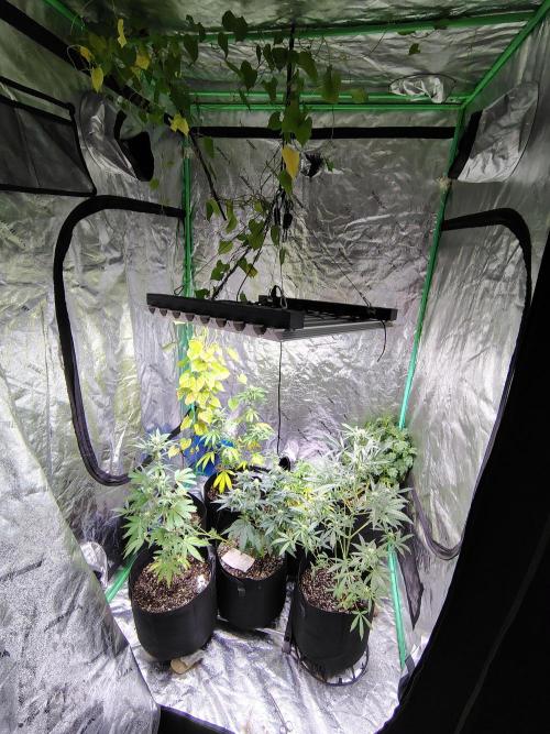 Golden tiger and everything else. Week 12