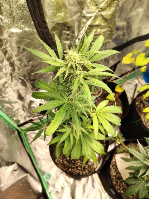 Golden tiger and everything else. Week 12