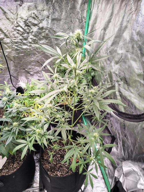Golden tiger and everything else. Week 12