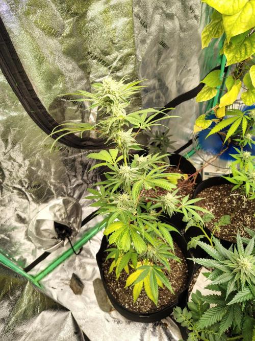 Golden Tiger. Week 13