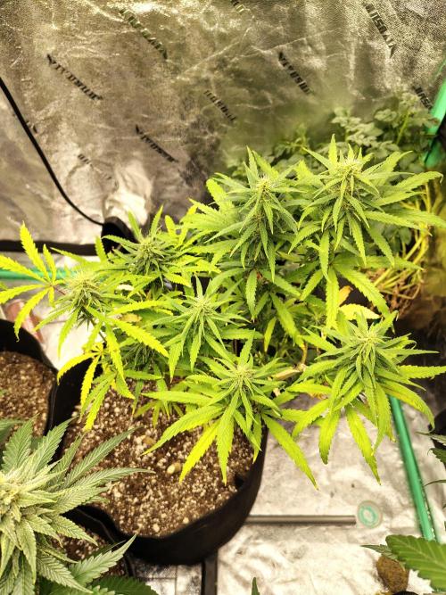 Golden tiger and everything else. Week 14