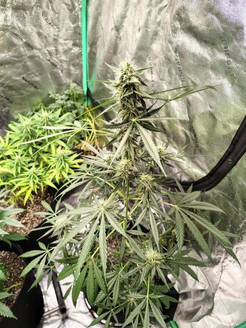 Golden tiger and everything else. Week 14