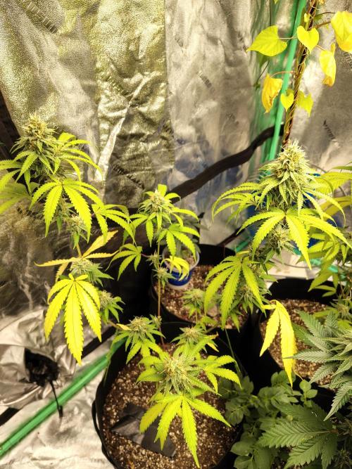 Golden tiger and everything else. Week 14