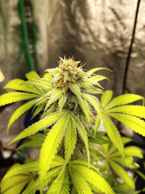 Golden tiger and everything else. Week 14