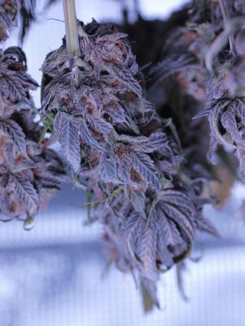Blue Cheese Grow – First Run (2x2). Week 2 - close-up of Blue Cheese during drying 👀
nice frost already showing and colors🔥