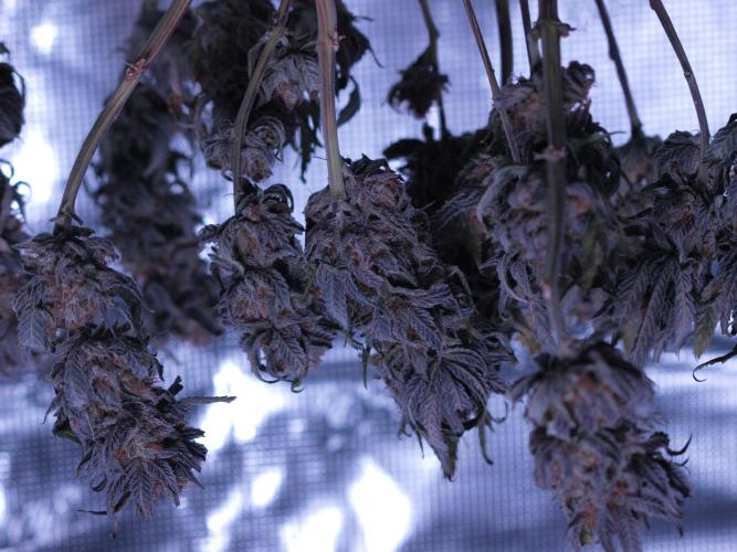 Blue Cheese Grow – First Run (2x2). Week 2 - whole plant hanging for slow dry
trying to keep conditions stable