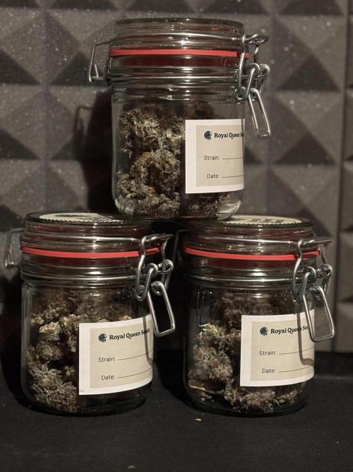 Blue Cheese Grow – First Run (2x2). Week 2 - moved into jars for curing
aiming for a slow controlled cure to preserve terpene