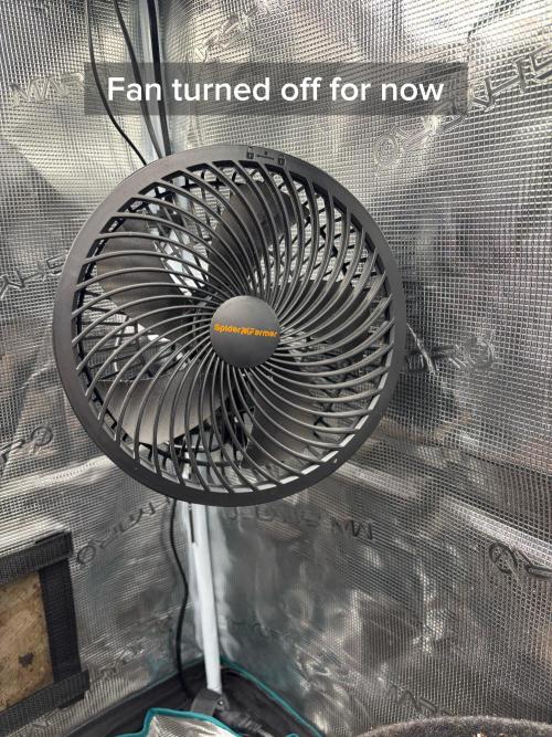 Sherbet x Cake Run 🍰🔥. Week 0