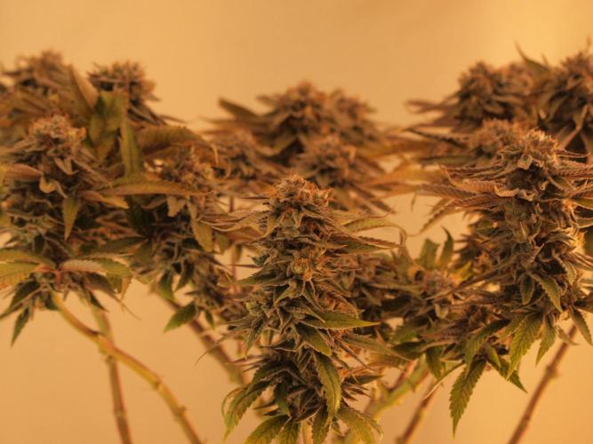 Blue Cheese Grow – First Run (2x2). Week 2