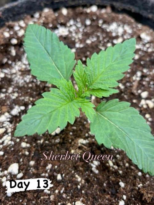 Sherbet x Cake Run 🍰🔥. Week 1