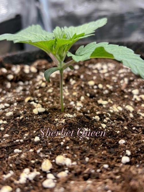 Sherbet x Cake Run 🍰🔥. Week 1