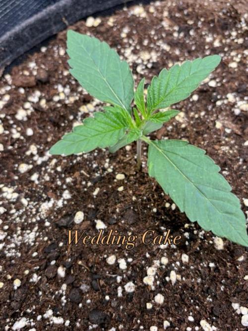 Sherbet x Cake Run 🍰🔥. Week 1