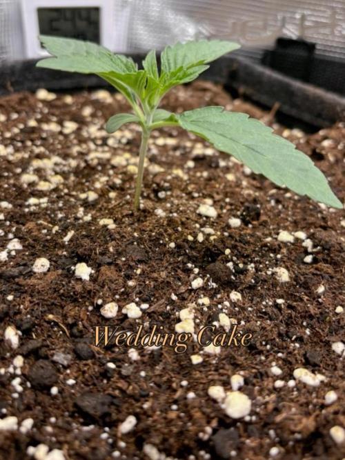 Sherbet x Cake Run 🍰🔥. Week 1