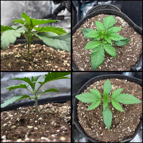 Sherbet x Cake Run 🍰🔥. Week 2 - Day 16 🌱 today the girls will get fed with nutrients.