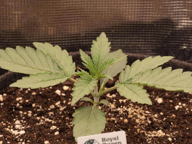 Sherbet x Cake Run 🍰🔥. Week 2 - Wedding cake 🌱