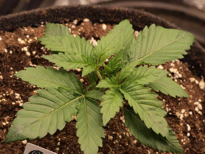 Sherbet x Cake Run 🍰🔥. Week 2 - Sherbet Queen 🌱