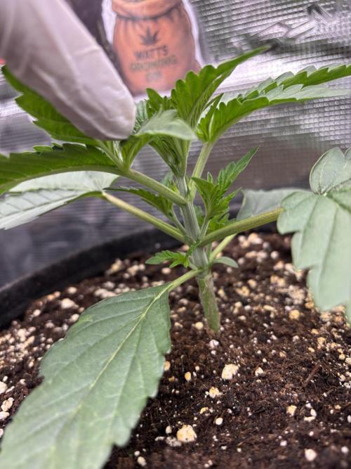 Sherbet x Cake Run 🍰🔥. Week 2 - Wedding Cake 