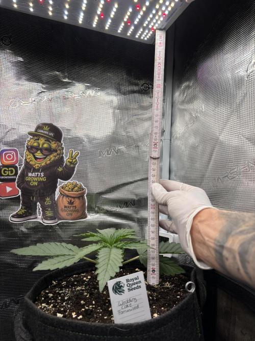 Sherbet x Cake Run 🍰🔥. Week 2 - Light currently sitting at 35cm on 50% power 💡