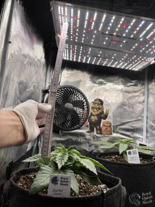 Sherbet x Cake Run 🍰🔥. Week 2 - Both plants are developing nicely with steady node growth so far 📚✨