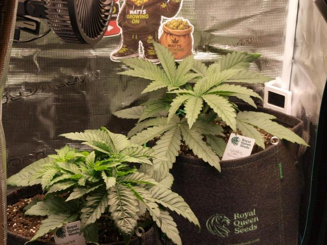 Sherbet x Cake Run 🍰🔥. Week 3