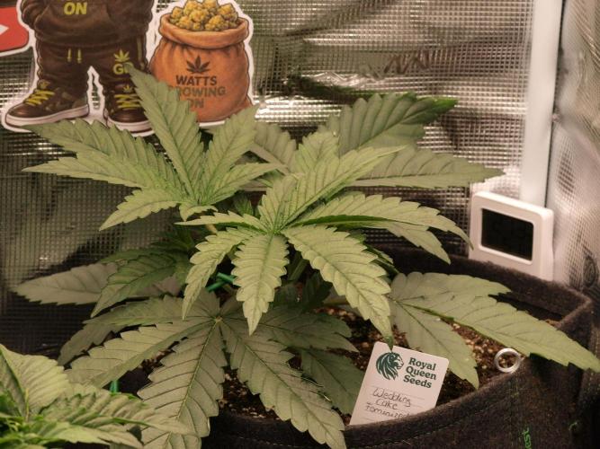 Sherbet x Cake Run 🍰🔥. Week 3