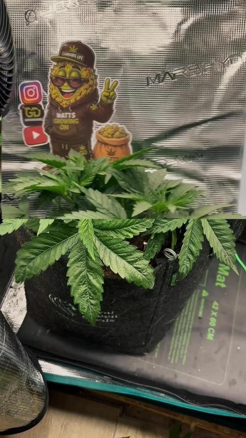 Sherbet x Cake Run 🍰🔥