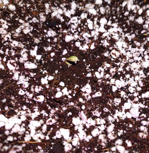 Fastbuds Gorilla Z Auto. Week 0 - 2 Tage nach Samen setzen ist die Lady da 💪💪💪
