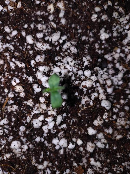 Fastbuds Gorilla Z Auto. Week 0 - Update läuft 