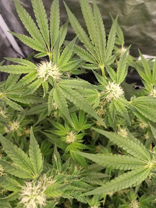 Fastbuds Mixpack 💚💚💚. Week 7