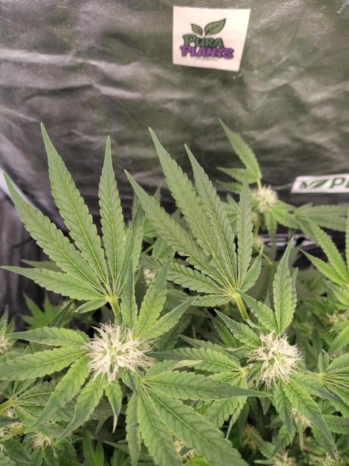 Fastbuds Mixpack 💚💚💚. Week 7