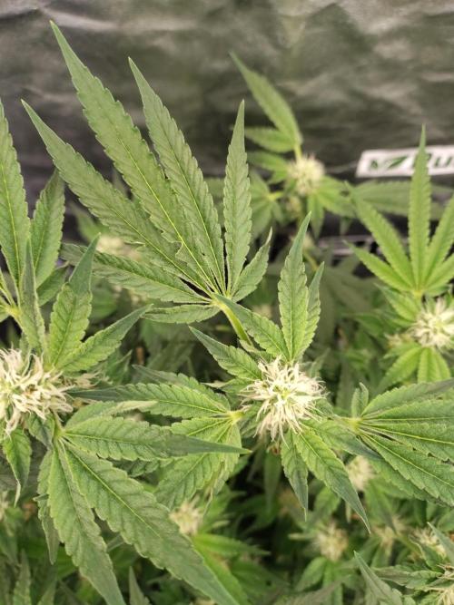 Fastbuds Mixpack 💚💚💚. Week 7