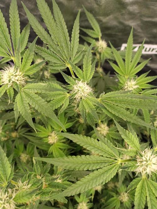 Fastbuds Mixpack 💚💚💚. Week 7
