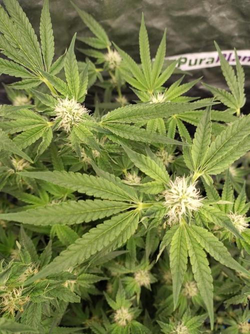 Fastbuds Mixpack 💚💚💚. Week 7