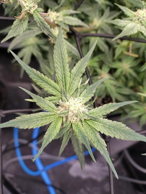 Fastbuds Mixpack 💚💚💚. Week 7