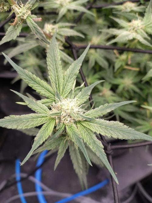 Fastbuds Mixpack 💚💚💚. Week 7