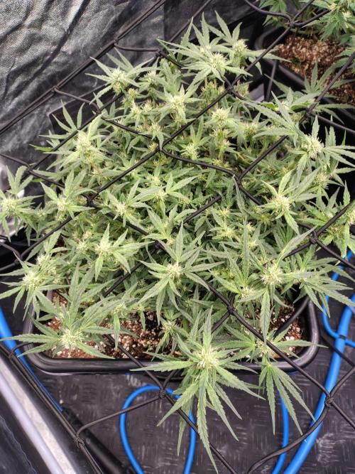 Fastbuds Wedding Cheesecake FF. Week 6