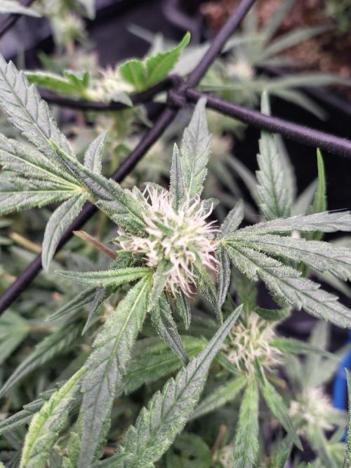 Fastbuds Wedding Cheesecake FF. Week 6