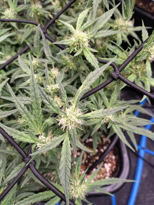 Fastbuds Wedding Cheesecake FF. Week 6