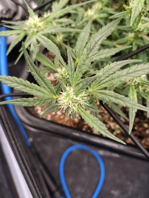 Fastbuds Wedding Cheesecake FF. Week 6