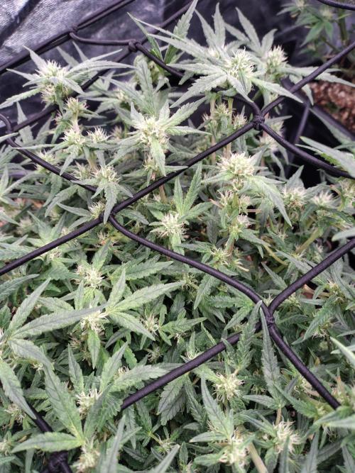 Fastbuds Wedding Cheesecake FF. Week 6
