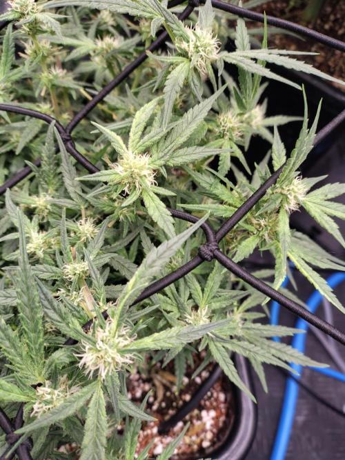 Fastbuds Wedding Cheesecake FF. Week 6